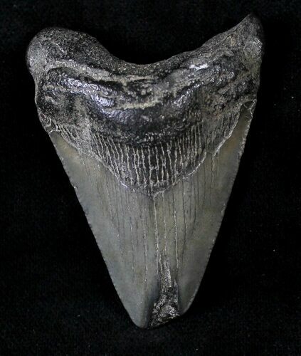 Juvenile Megalodon Tooth #20766
